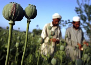 opium opium