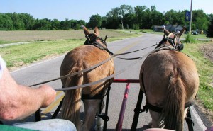 horsebutts