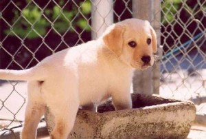 puppylove